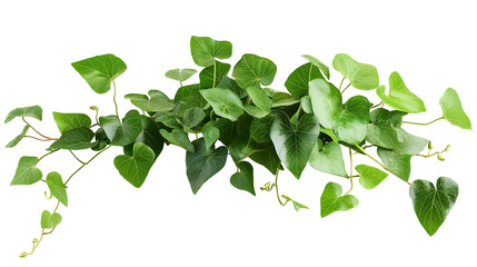 Bush grape or three-leaved wild vine cayratia (Cayratia trifolia) liana ivy plant bush, nature frame jungle border isolated on white background, clipping path included