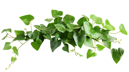 Bush grape or three-leaved wild vine cayratia (Cayratia trifolia) liana ivy plant bush, nature frame jungle border isolated on white background, clipping path included