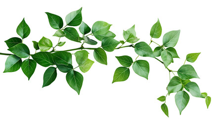 Bush grape or three-leaved wild vine cayratia (Cayratia trifolia) liana ivy plant bush, nature frame jungle border isolated on white background, clipping path included