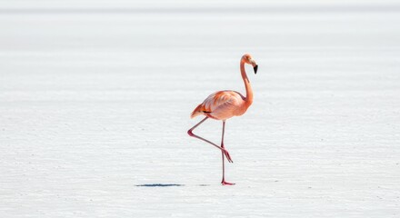A single flamingo stands on one leg on a white, flat surface