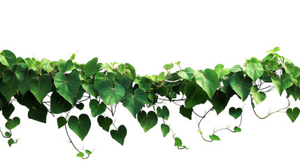 Bush grape or three-leaved wild vine cayratia (Cayratia trifolia) liana ivy plant bush, nature frame jungle border isolated on white background, clipping path included