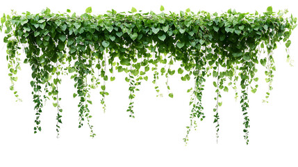 Green succulent leaves hanging vines ivy bush climbing epiphytic plant (Dischidia sp.) after rain in tropical rainforest garden isolated on white background, nature backdrop with clipping path