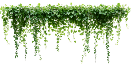 Green succulent leaves hanging vines ivy bush climbing epiphytic plant (Dischidia sp.) after rain in tropical rainforest garden isolated on white background, nature backdrop with clipping path