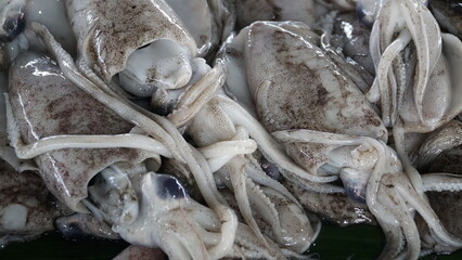 Squid caught by fishermen sold at traditional markets