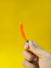 Hand holding fresh orange chili pepper on yellow background.