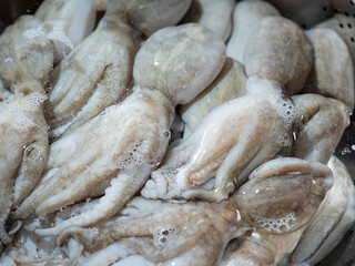 Fresh webfoot octopus, food ingredient