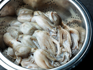 Fresh webfoot octopus, food ingredient