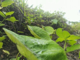 green leaves in water