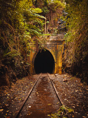 tunnel in the forest