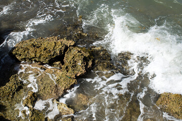 seaweed on the rocks