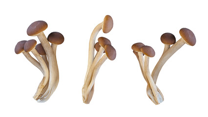 brown beech mushrooms isolated on transparent background