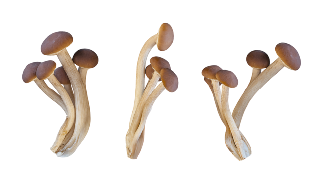 brown beech mushrooms isolated on transparent background