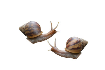 two giant african land snails on transparent background.
