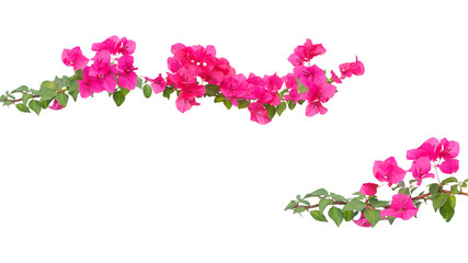 bougainvillea flowers, isolated on transparent background