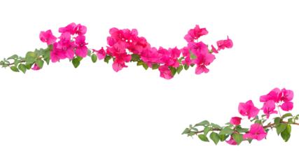 bougainvillea flowers, isolated on transparent background