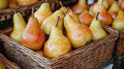 Fresh pears in a woven basket.  Close-up view of many ripe, yellow-orange pears displayed neatly in a rustic wicker basket