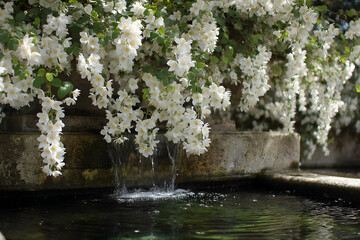 A cascading waterfall spills into a tranquil water feature, adorned with delicate white flowers.