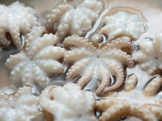 Boiled webfoot octopus , Fresh seafood