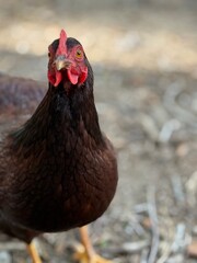 free range chicken