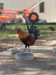 rooster in the farm