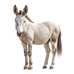 Fototapeta premium Donkey isolated on transparent background