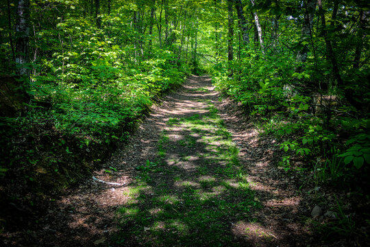looking at a forest trail while hiking in dappled sunlight in linear perspective. beautiful nature landscape background. contemplative design element for journey or motivational quotes