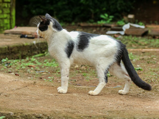 A curious black and white cat stands alert on a dirt path, glancing sideways in an outdoor setting with scattered vegetation and rustic elements.
