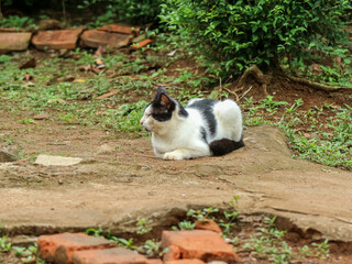 A black and white cat lies calmly on a dirt ground in a garden-like setting, surrounded by greenery and old bricks.