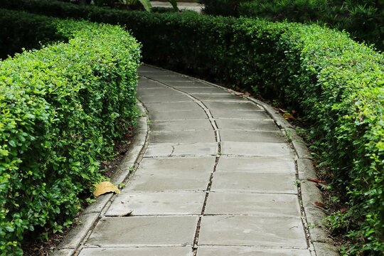 Walkway along hedge bush in a park