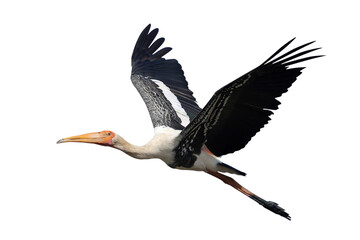Beautiful flying Painted Stork isolated on transparent background png file	