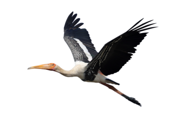 Beautiful flying Painted Stork isolated on transparent background png file	