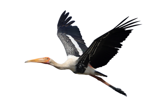 Beautiful flying Painted Stork isolated on transparent background png file	