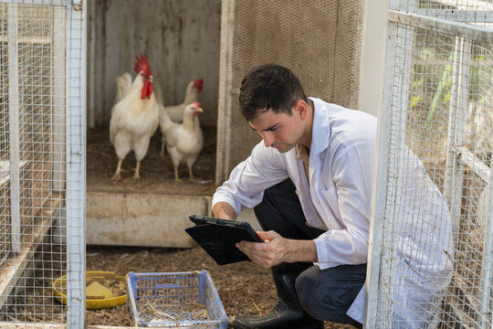 Veterinarian or agriculture specialist checking chicken eggs holding digital tablet during inspection at poultry farm. Poultry care concept in agriculture area.