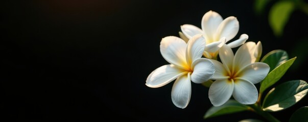Sunlit jasmine flowers, pure white petals, dramatically set against a black backdrop , white flowers, black background