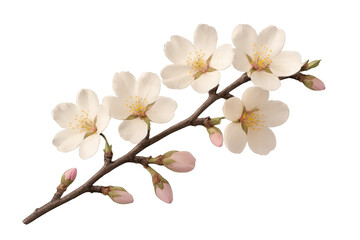 Obraz premium Almond branch showcasing delicate white flowers and pink buds, isolated on a transparent background, perfect for spring designs