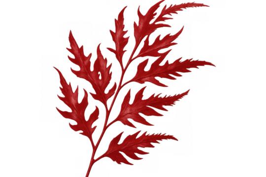 Red fern branch isolated on transparent background, ideal for graphic projects requiring natural elements