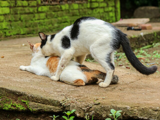 Two cats mating on a concrete surface near a mossy wall, in an outdoor rural setting.