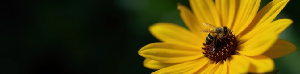 Tiny yellow sunflower, black bee close-up, dark background ,  insect,  image