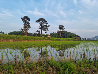 This is a rural landscape in spring.