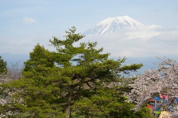 Mount Fuji with its snow-capped peak covered by clouds, framed by lush green pine trees and delicate cherry blossoms, iconic beauty of the Japanese landscape in spring.
