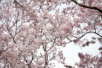 Cherry blossom branches in full bloom against isolated white background. The soft pink petals and branches represent hanami season ,beauty of spring in Japan. Perfect for sakura concept design.