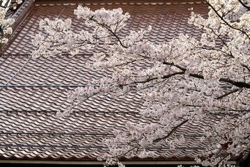 Cherry blossom branches in full bloom in front tradition old  roof in Japanese style palace with pavillion  bell. The soft pink petals and branches represent design concept of spring season in Japan. 