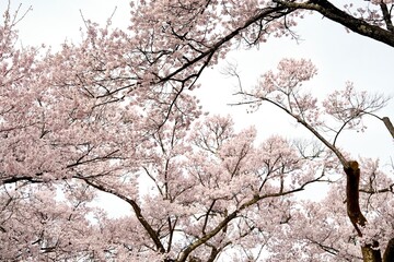 Cherry blossom branches in full bloom against isolated white background. The soft pink petals and delicate branches represent the beauty of spring in Japan. Perfect for sakura concept design.