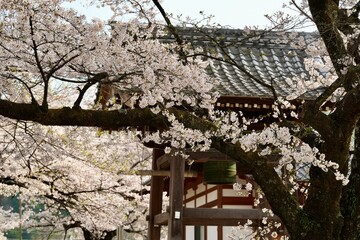 Cherry blossom branches in full bloom in front tradition old  roof in Japanese style palace with pavillion  bell. The soft pink petals and branches represent design concept of spring season in Japan. 