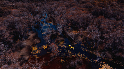 Travel Kayaking Paddling Transparent Canoe Kayak in peat swamp forest wetlands in mornine time,...