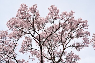 Cherry blossom branches in full bloom against isolated white background. The soft pink petals and delicate branches represent the beauty of spring in Japan. Perfect for sakura concept design.