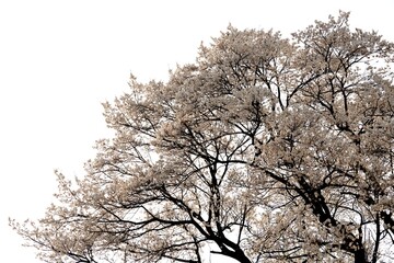 Close-up of cherry blossom branches in full bloom against a clean white background. The soft pink petals and delicate branches represent the beauty of spring in Japan. Perfect for use in design.