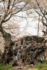 Ancient 2000 years tree stump in Jissoji temple exposed roots and textured bark stands with cherry blossoms sakura ,a unique sculpture combines resilience in Yamanashi, Japan.