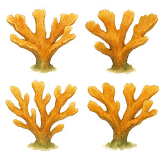 Fototapeta premium Watercolor Scientific Illustration of Elkhorn Coral (Acropora palmata)