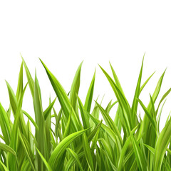 Fototapeta premium Fresh Green Grass isolated on transparent white background, clipping path